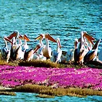 Apolithomeno Dasos Near Alexandroupolis Holiday park *