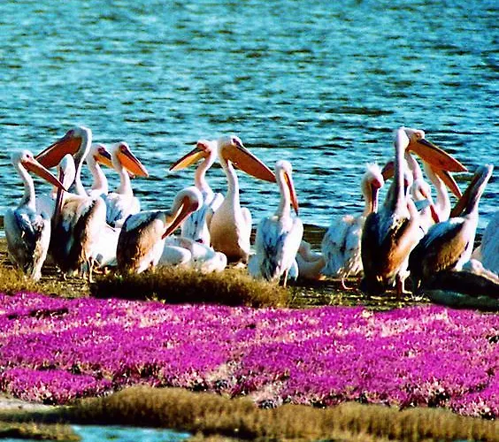 Apolithomeno Dasos Near Alexandroupolis Prázdninový areál *