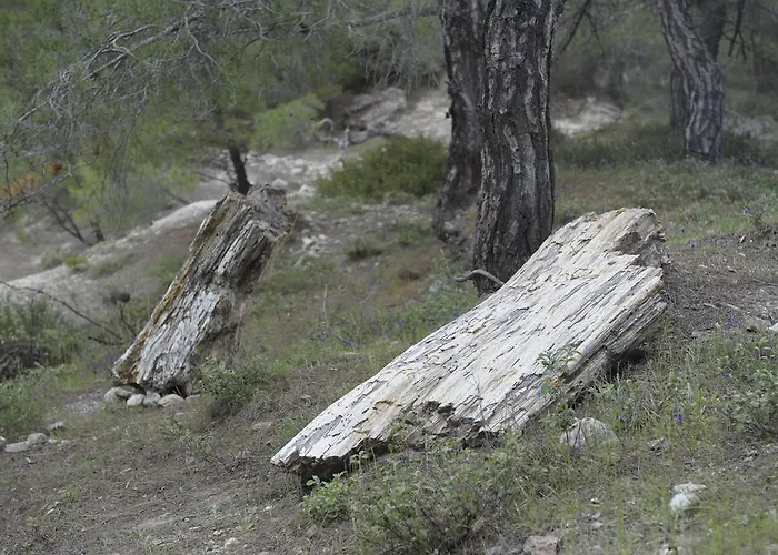 Apolithomeno Dasos Near Alexandroupolis Holiday park