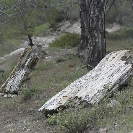 Apolithomeno Dasos Near Alexandroupolis Holiday park